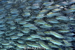 in a bait ball - a wall of big eye scads by Andre Philip 